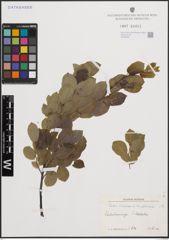 Foto von Salix cinerea L. x Salix nigricans Sm.